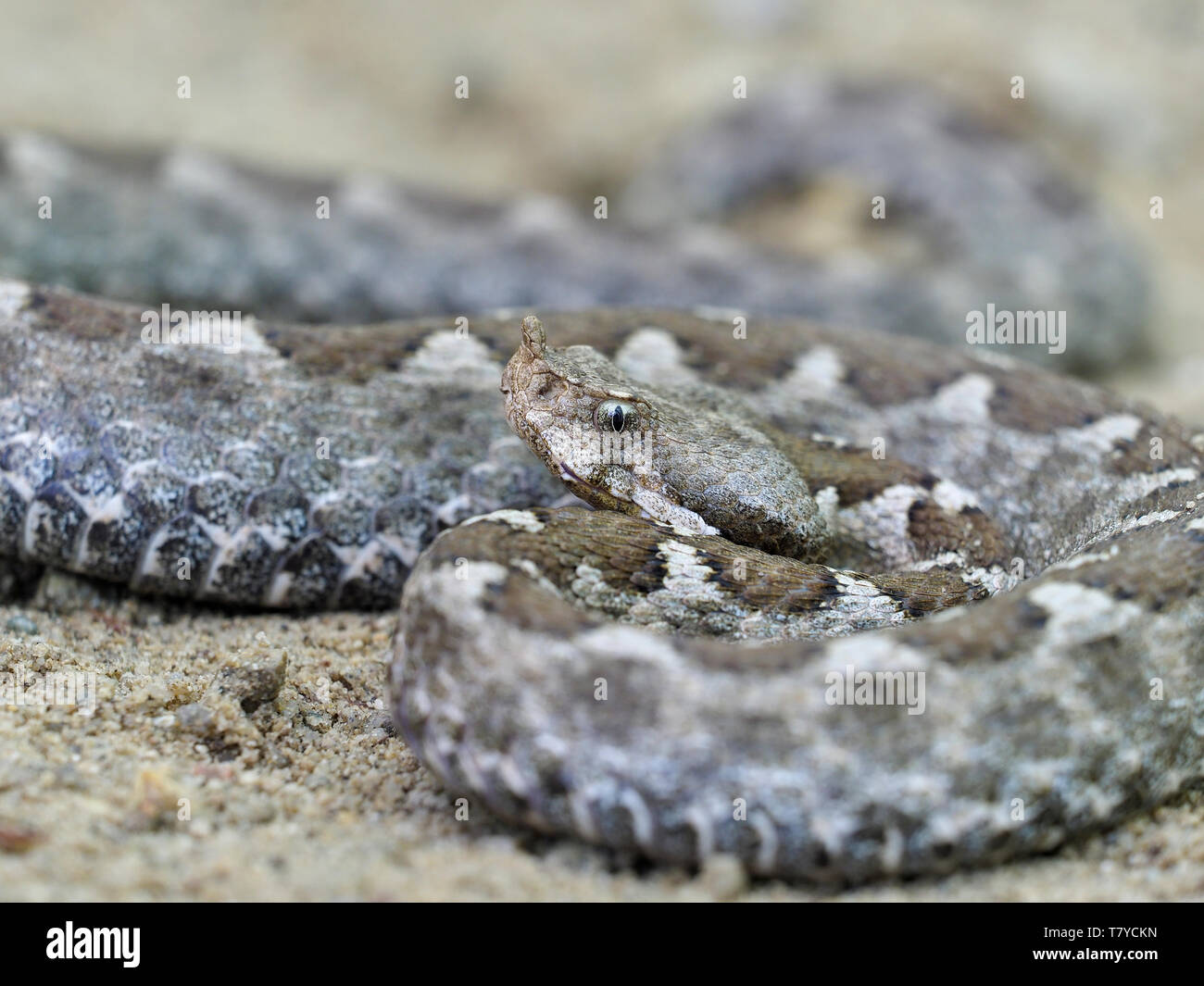 Nose Horned Viper Vipera Ammodytes Hi-res Stock Photography And Images ...