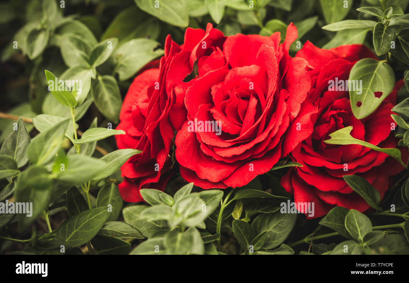 Fake red roses with green leaves background natural texture of love