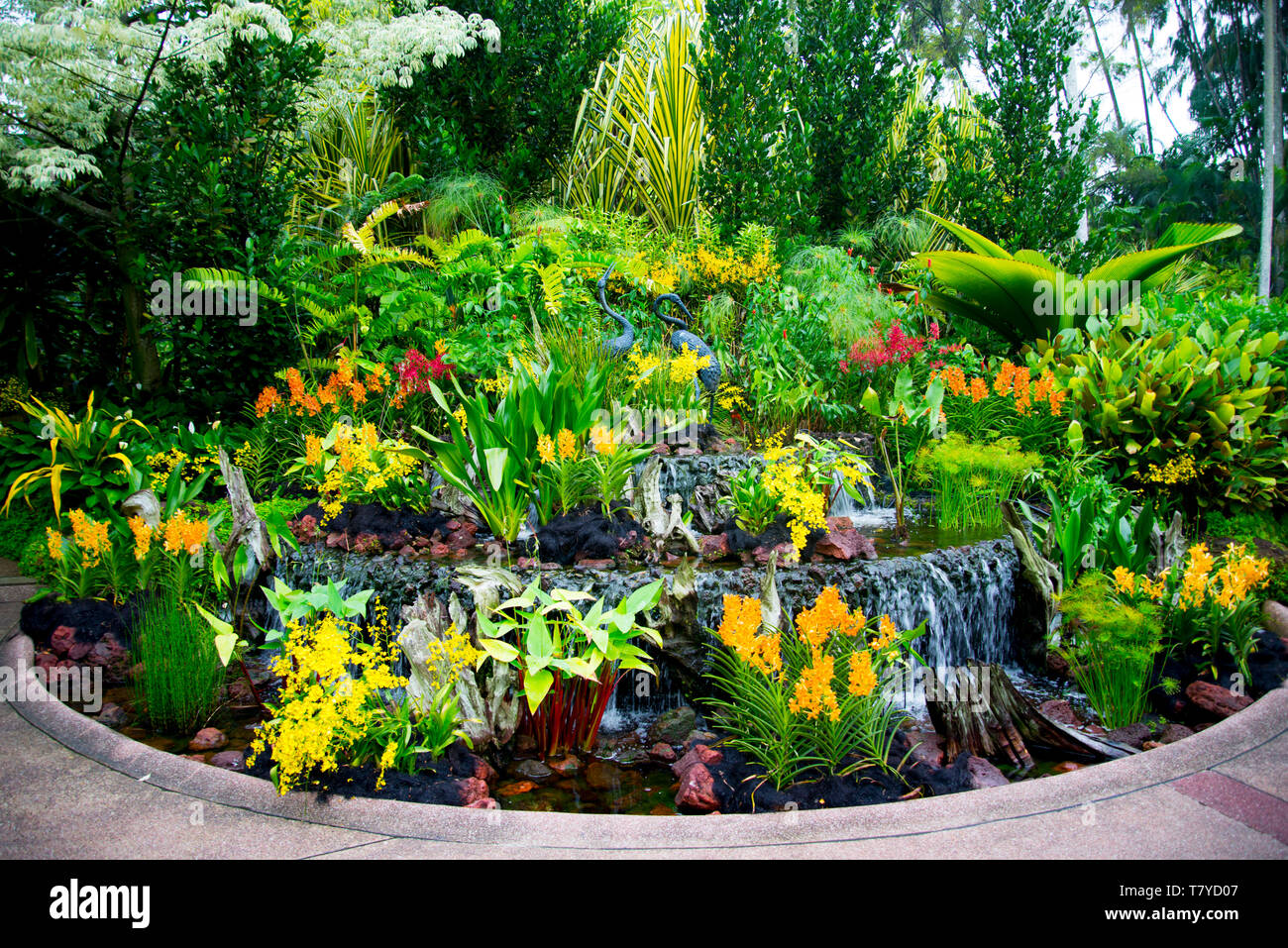 Singapore National Flower Hi res Stock Photography And Images Alamy singapore-national-flower-hi-res-stock-photography-and-images-alamy