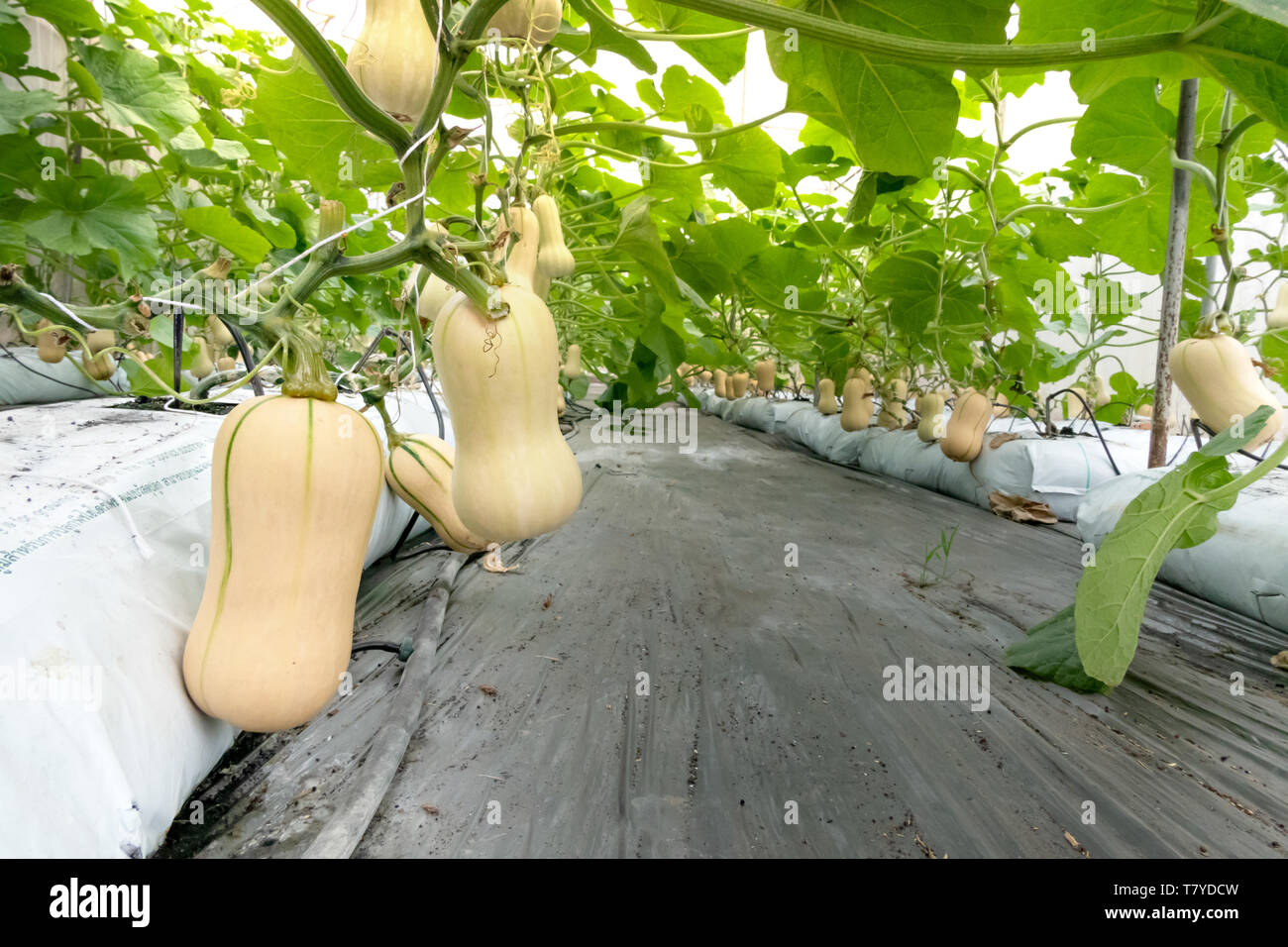 Butternut squash hanging on the tree and growing in the green garden