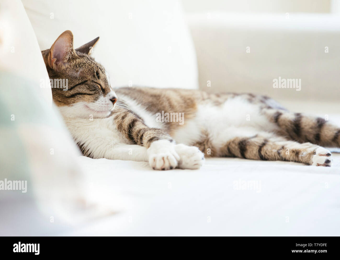 Cat sleeping on bed at home Stock Photo