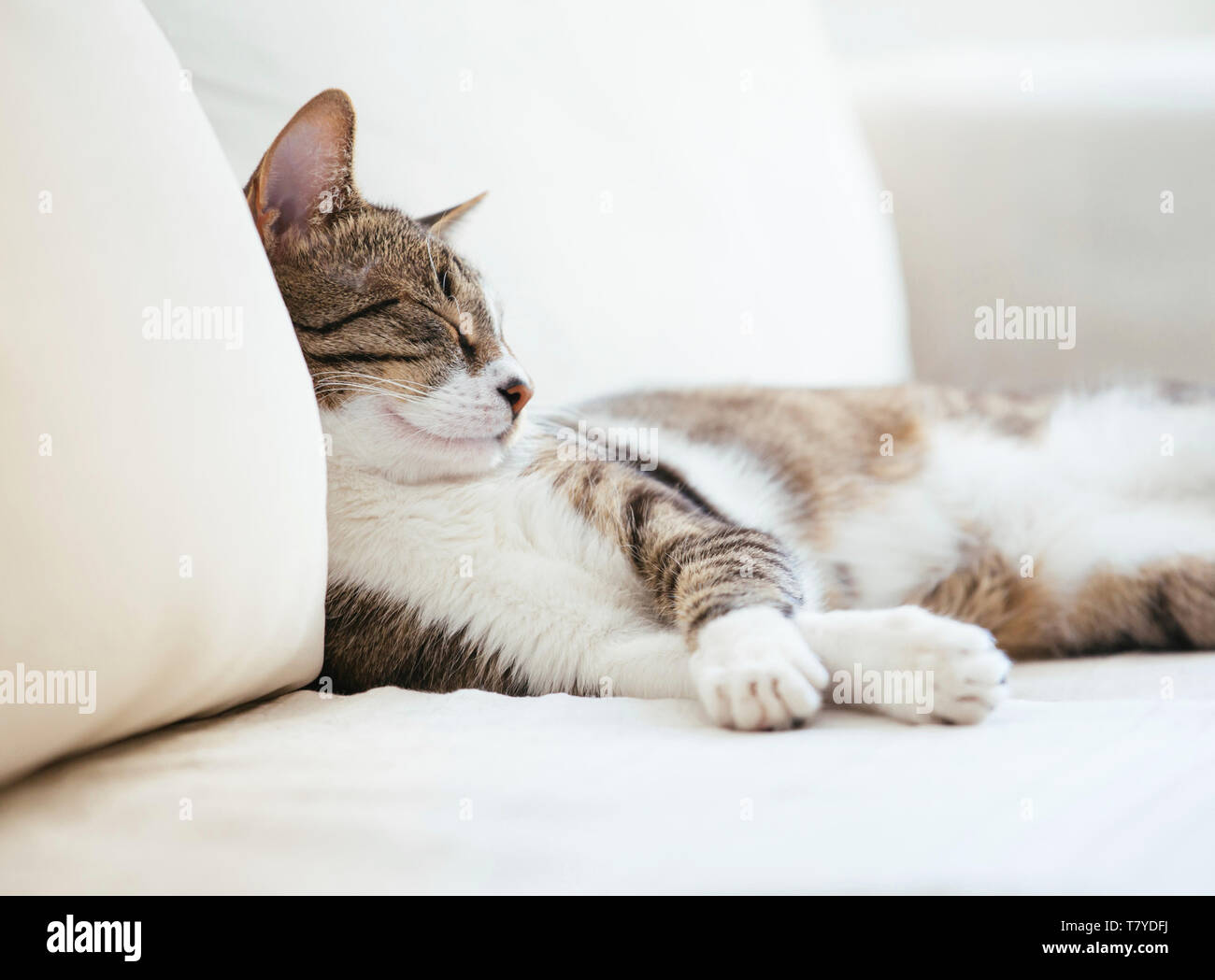 Cat sleeping on bed at home Stock Photo Alamy