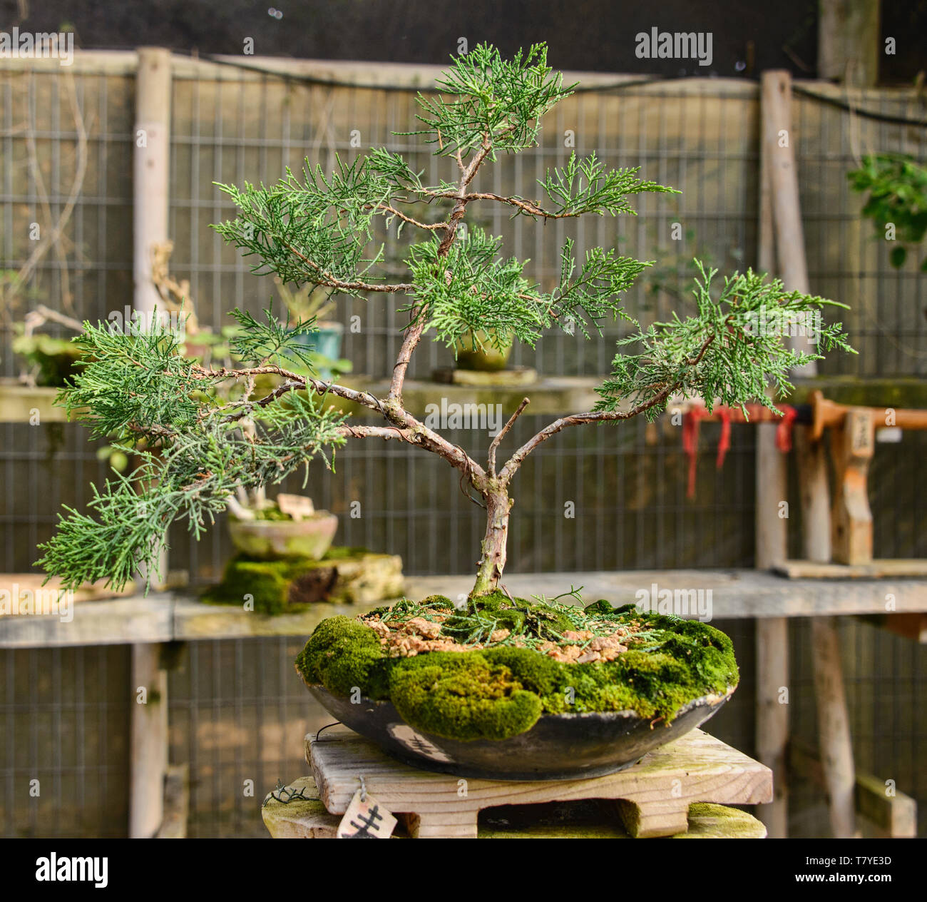 Bonsai tree in the Jardin de Corazon Japanese garden, La Serena, Chile Stock Photo