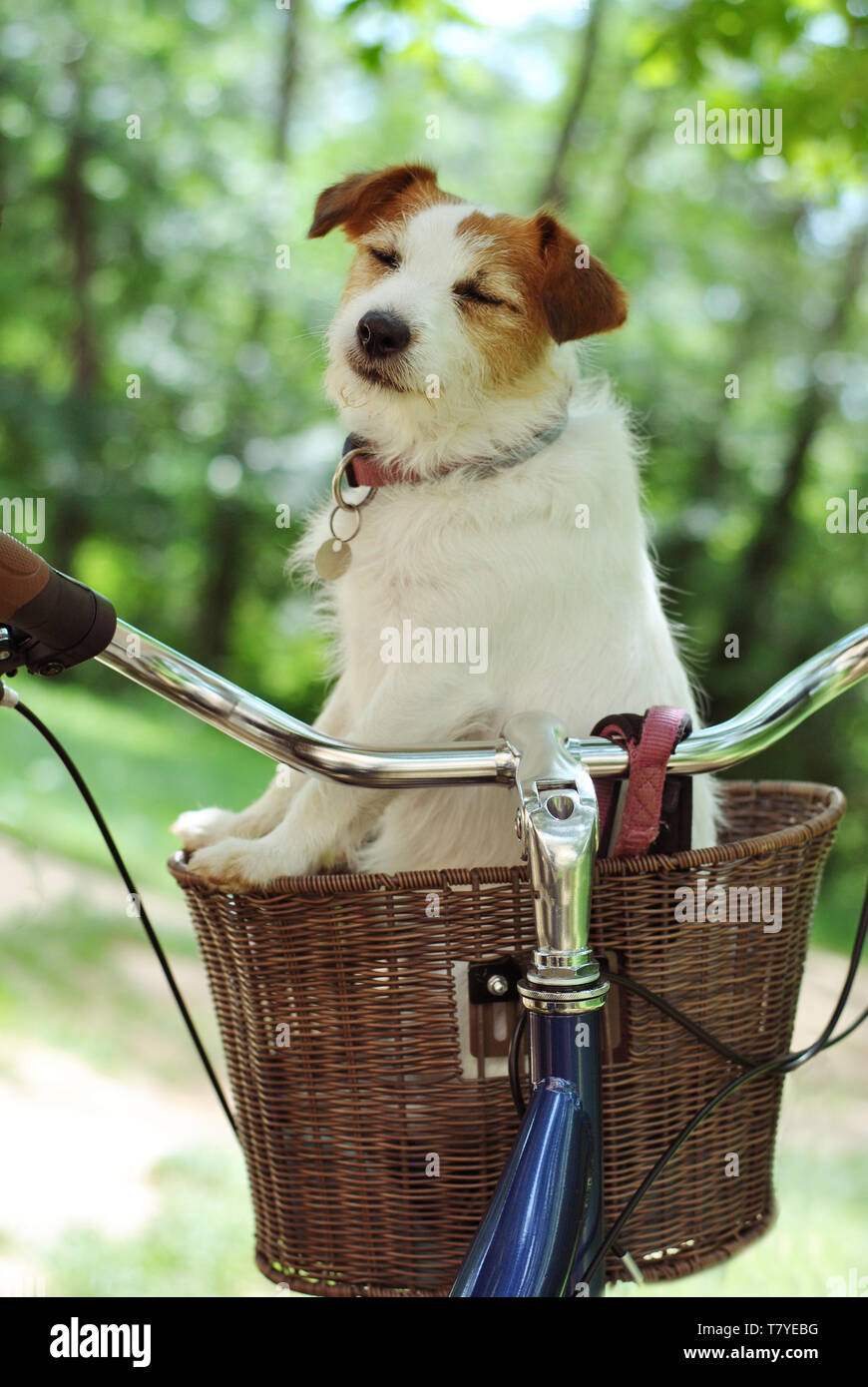 JACK RUSSELL DOG TRAVELING IN A BICYCLE OR BIKE BASKET CARRIER ON