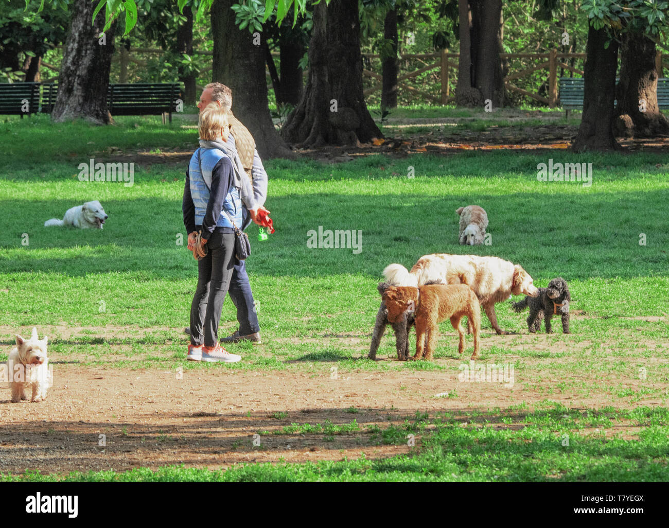free dogs in the green lawn of a park. milan italy Stock Photo Alamy