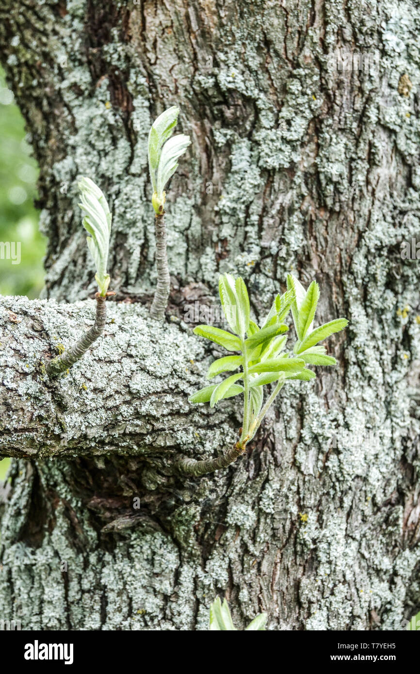 Fresh new leaves on tree bark, Service Tree, Sorbus domestica tree shoots epicormic Stock Photo