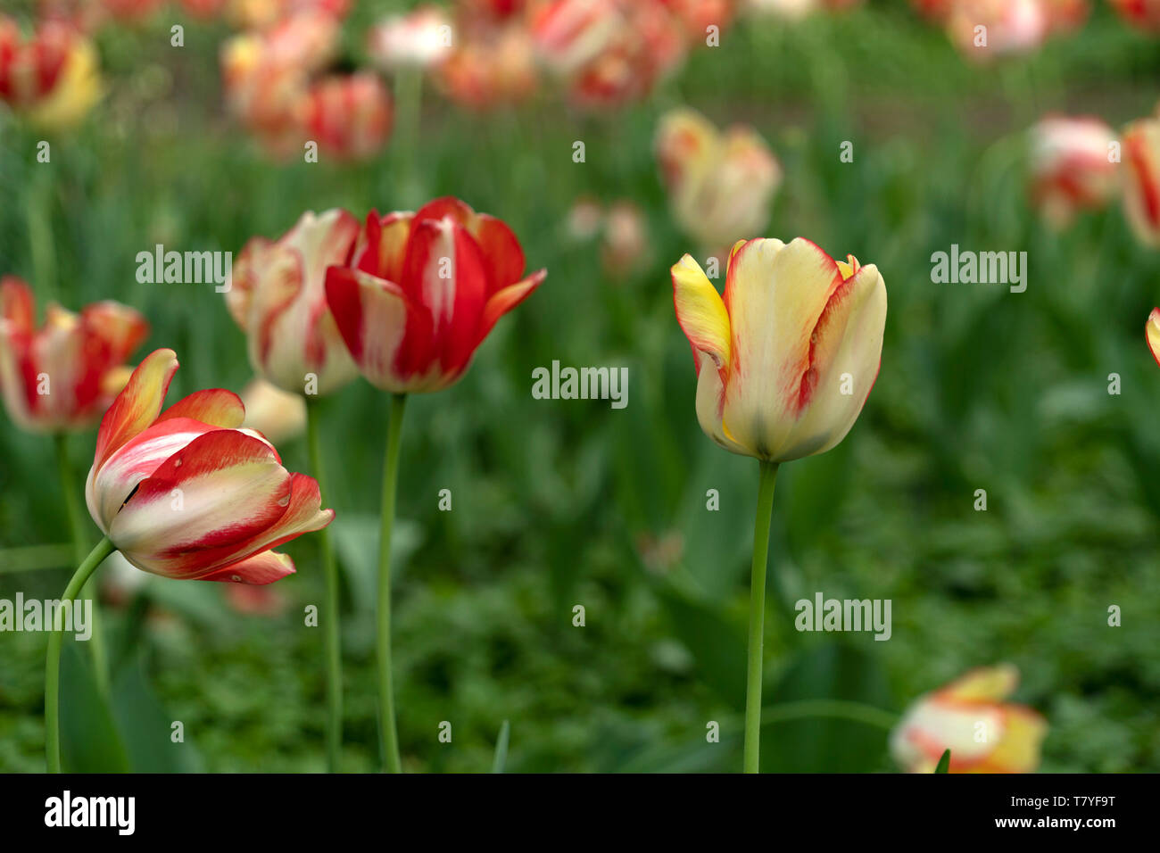 tulip blossom in baltimore sherwood gardens maryland usa Stock Photo Alamy