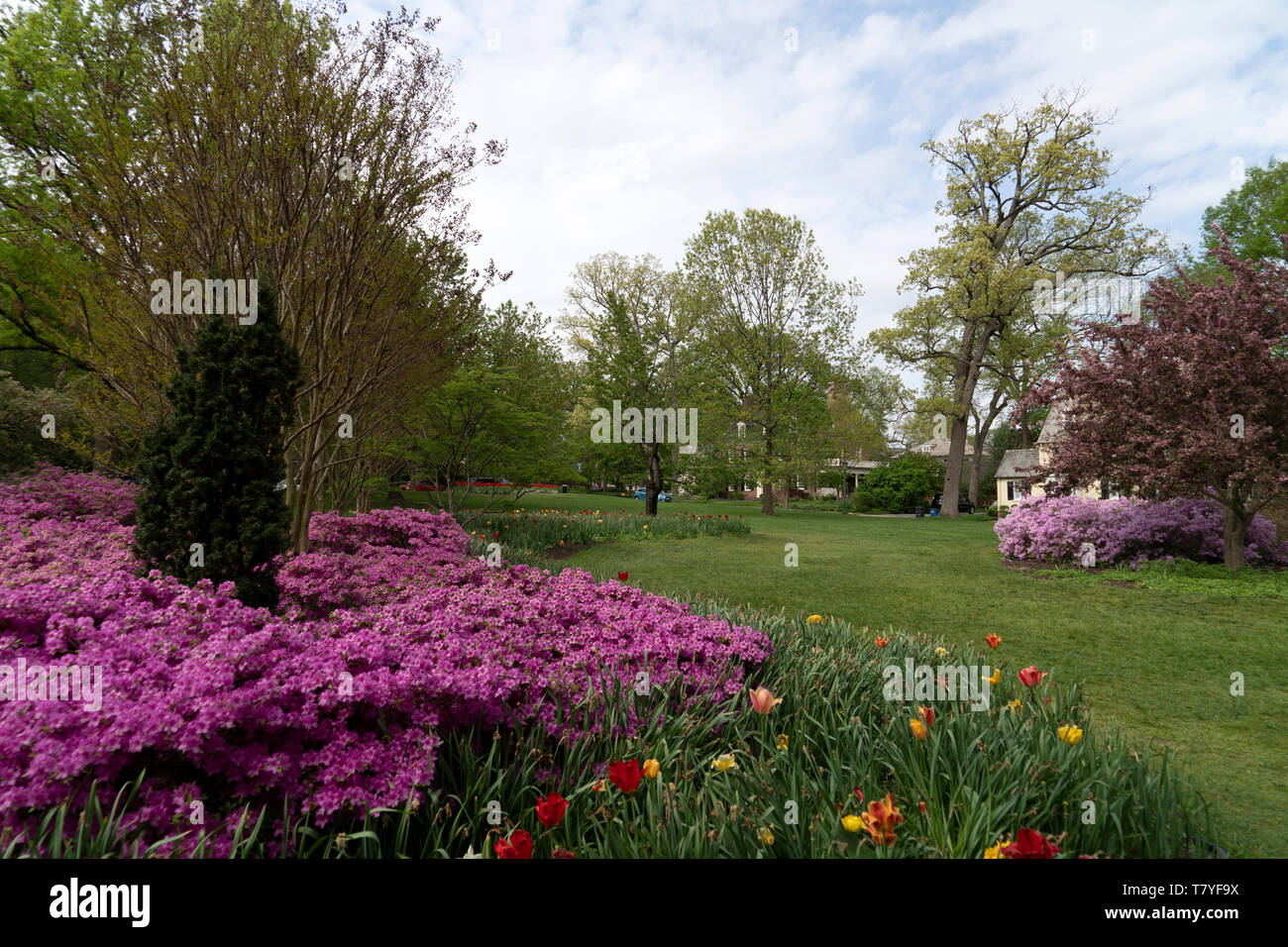 Tulip Blossom In Baltimore Sherwood Gardens Maryland Usa Stock