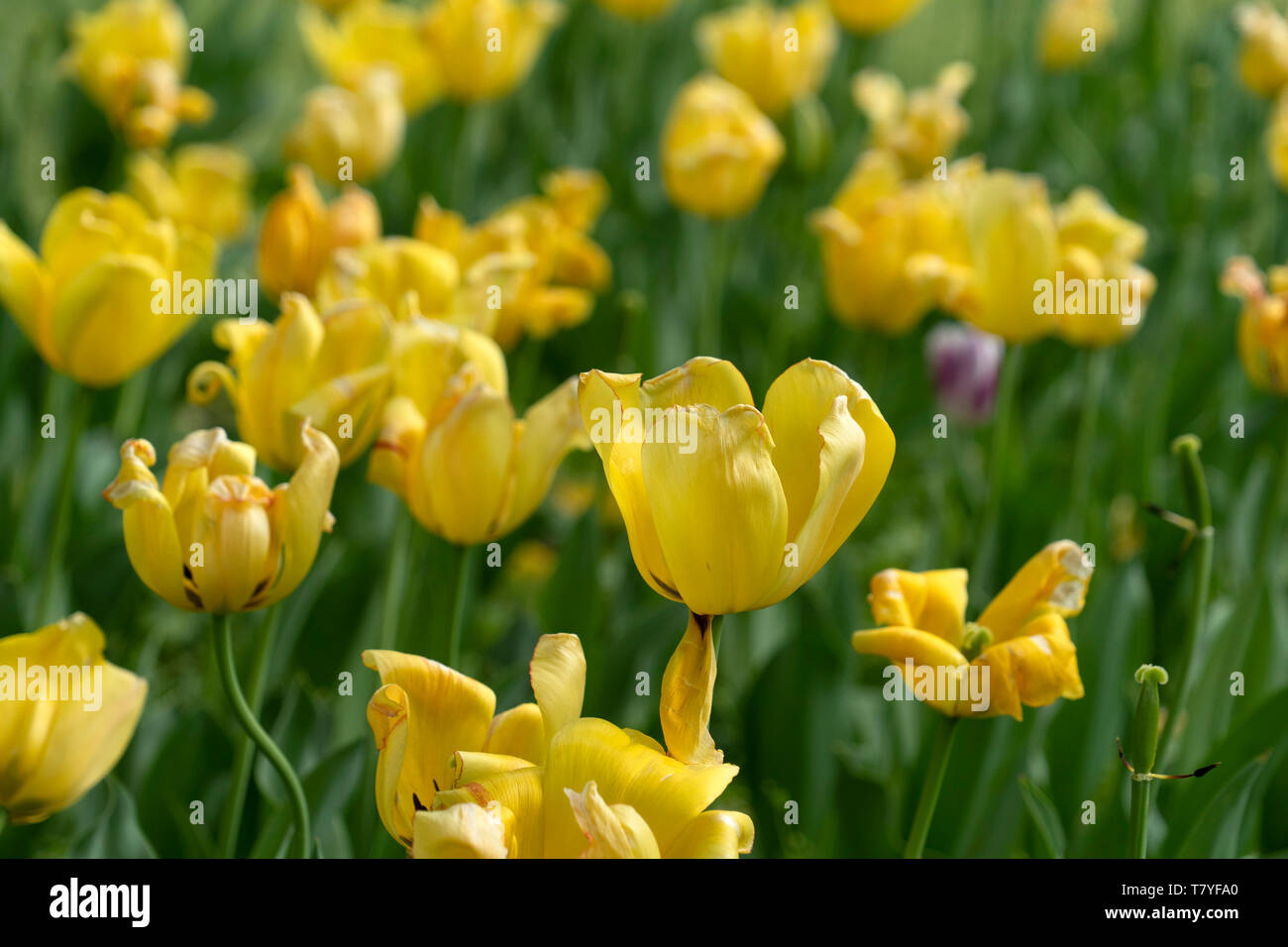 tulip blossom in baltimore sherwood gardens maryland usa Stock Photo Alamy