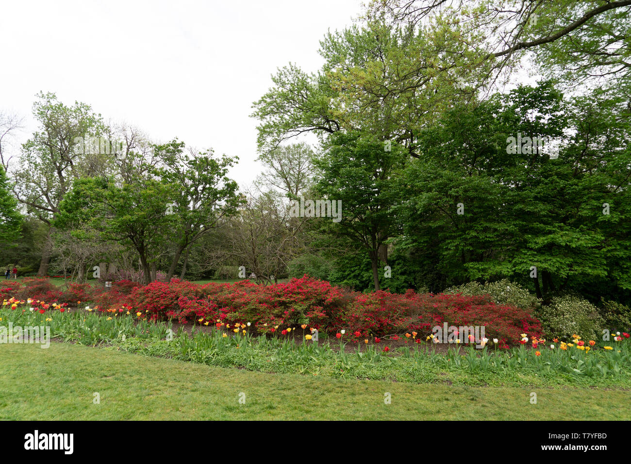 Tulip Blossom In Baltimore Sherwood Gardens Maryland Usa Stock