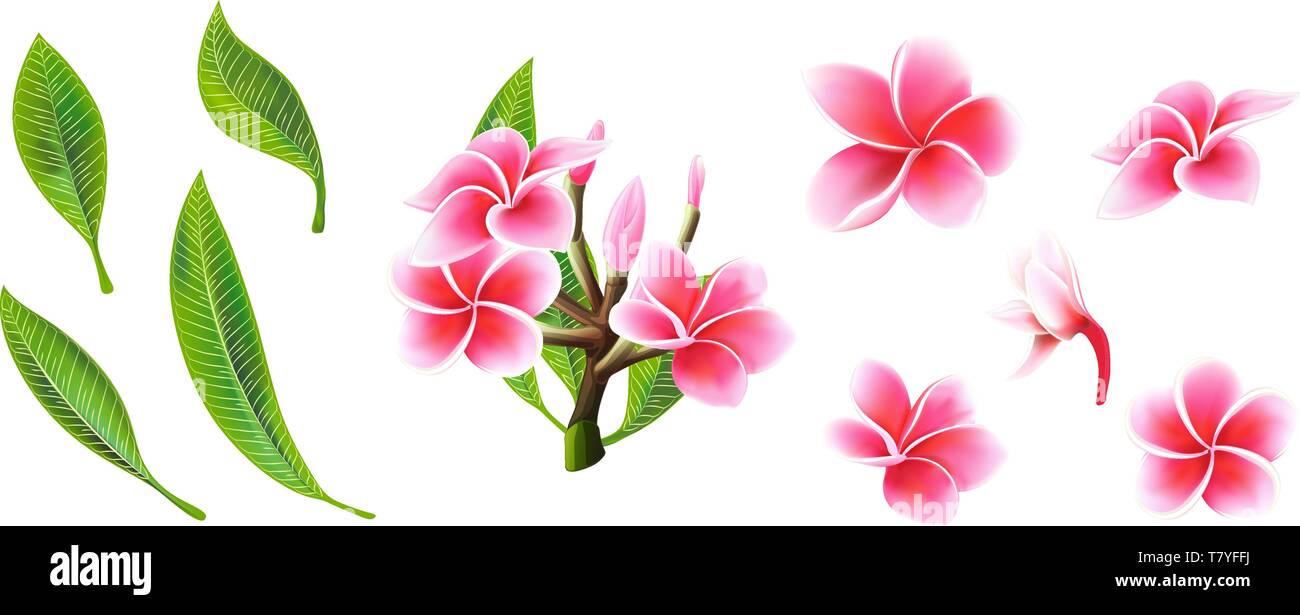Tropical vector pink plumeria flowers, branches and leaves set for floral card Stock Vector