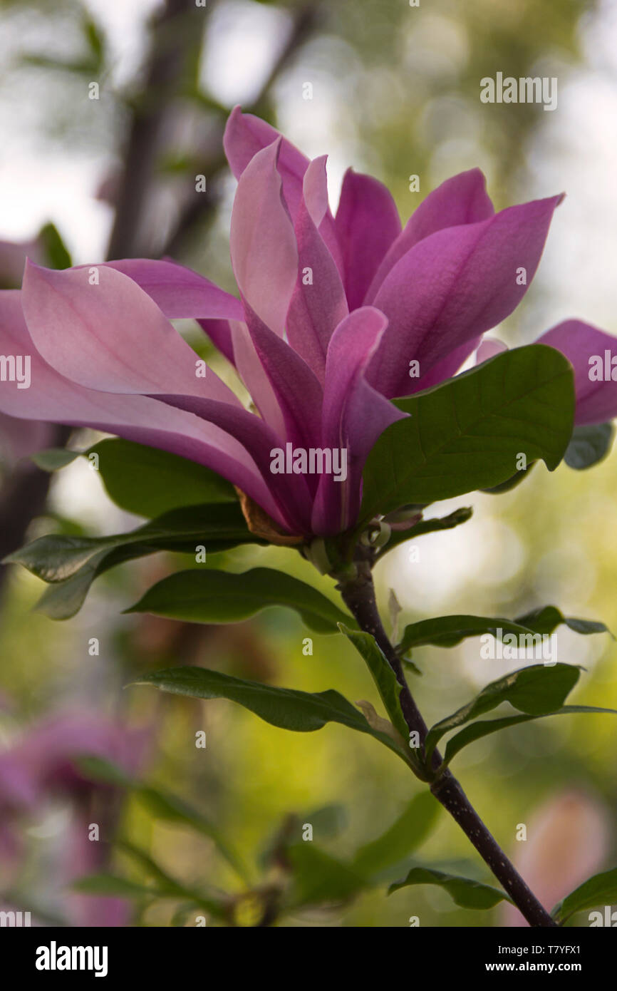 Closeup beautiful magnolia in garden hi-res stock photography and ...