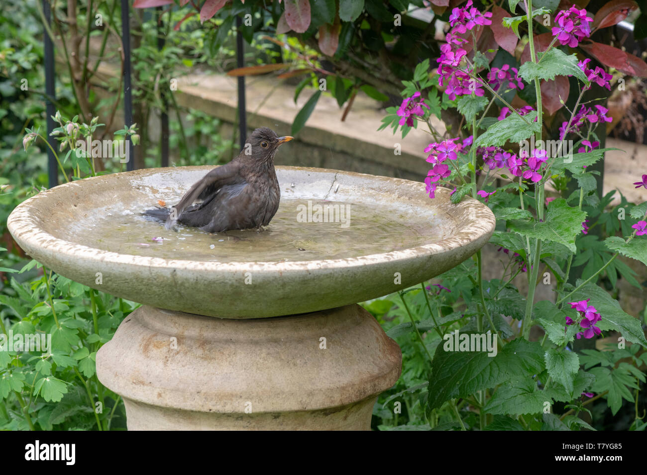 Turdus merula . Female blackbird washing in a bird bath in an english