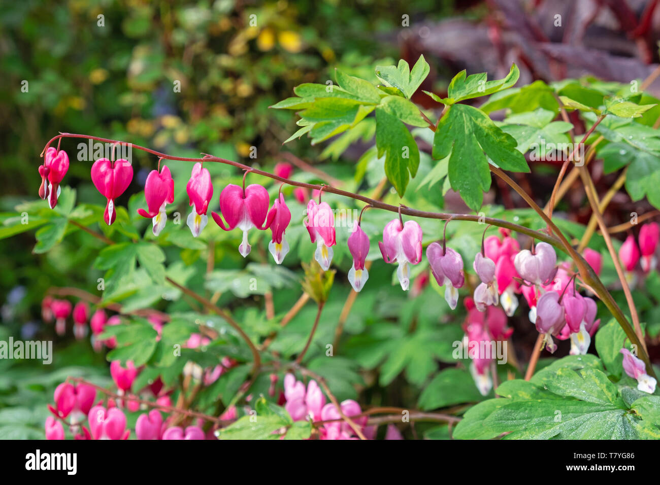 Dicentra plants ( Lamprocapnos spectabilis ) in springtime with their ...