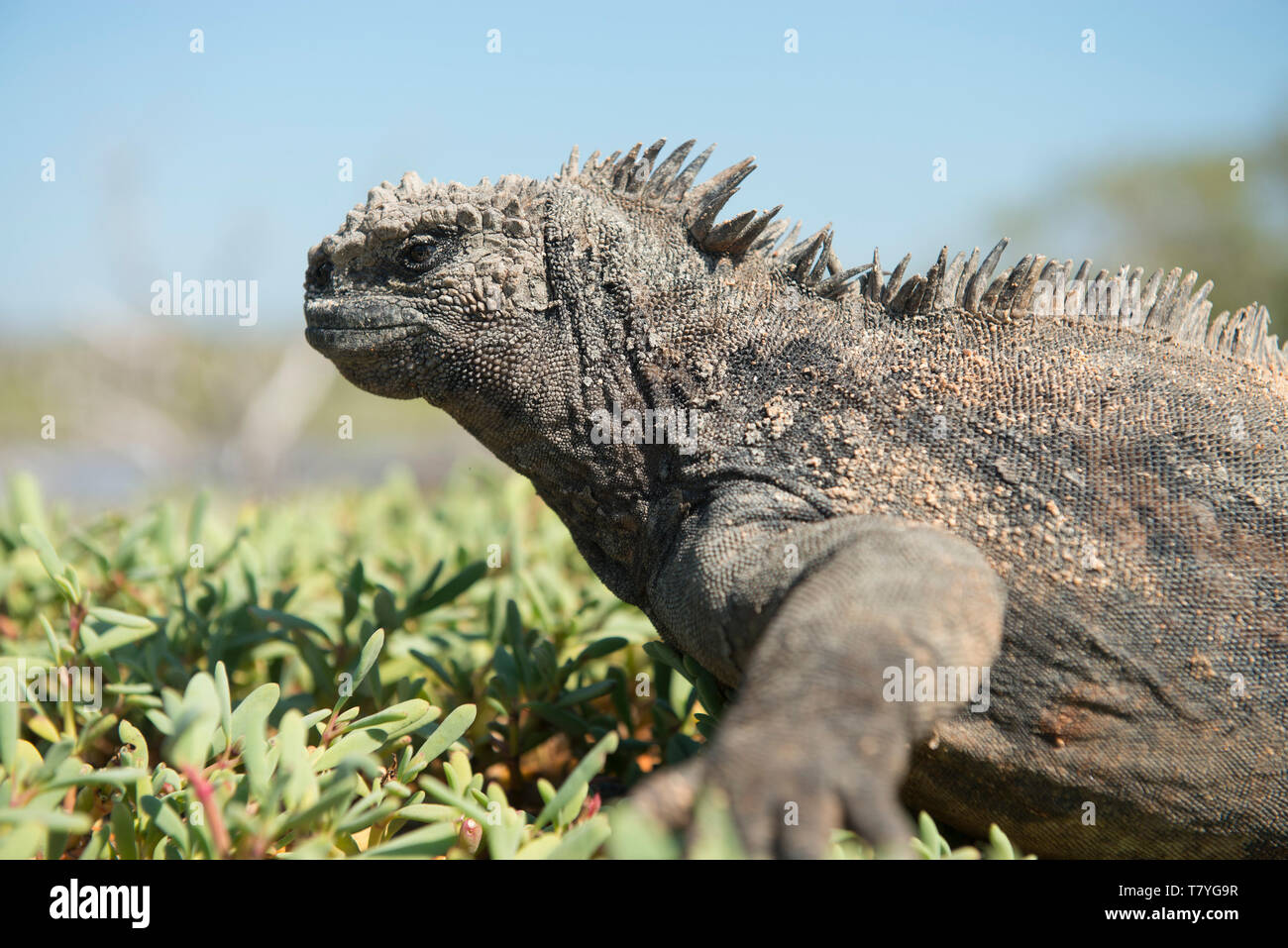 Giant iguana hi res stock photography and images Alamy
