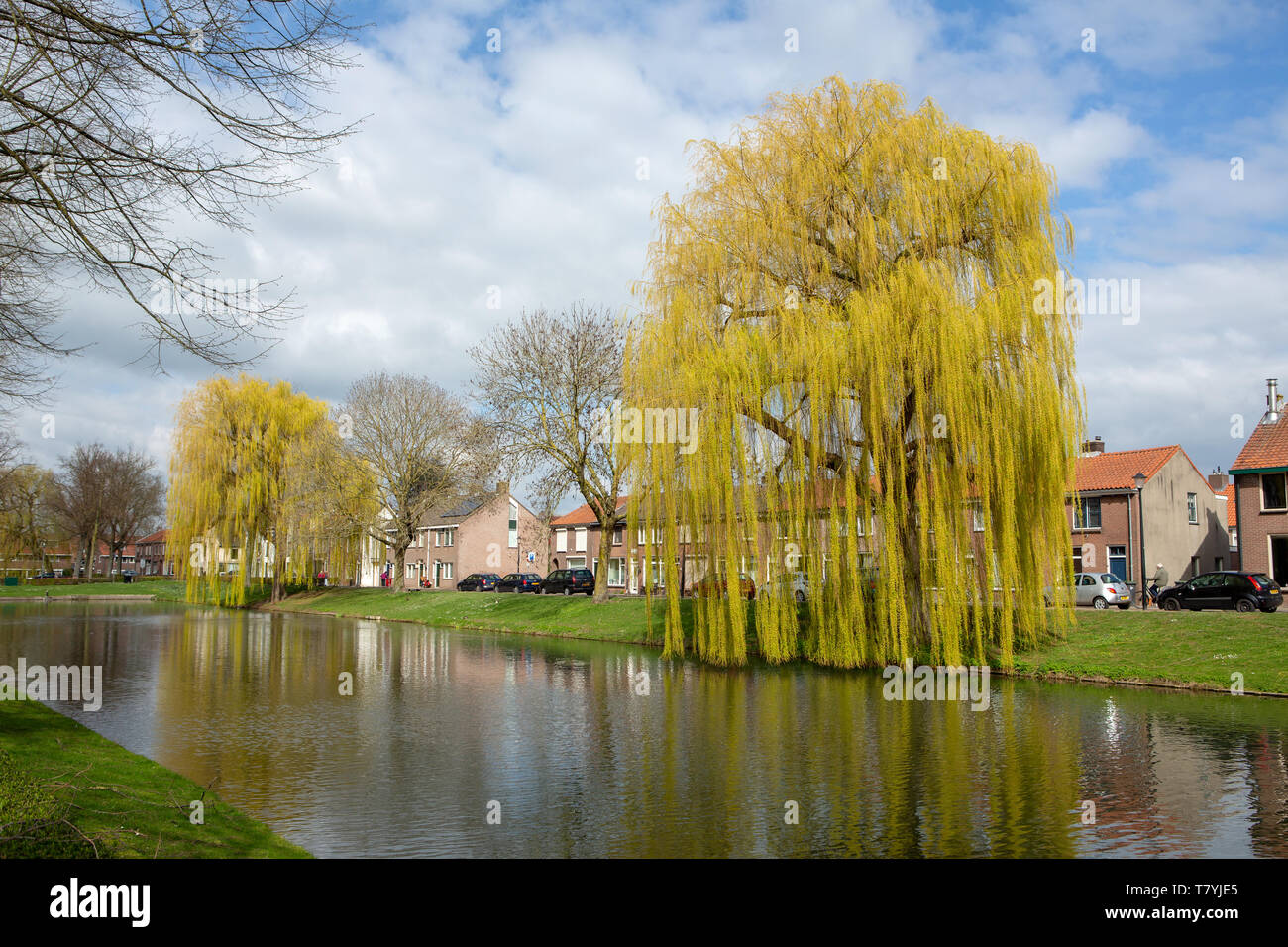 CULEMBORG, MOLENWEG, THE NETHERLANDS - March 27, 2019: Babylon willow or weeping willow - Salix babylonica - in early spring along a canal. Stock Photo