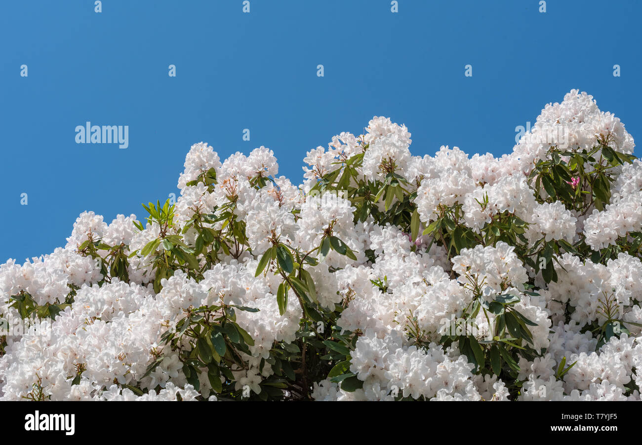 white flowers blossoming on rhododendron tree against a blue sky. Copy space. Stock Photo