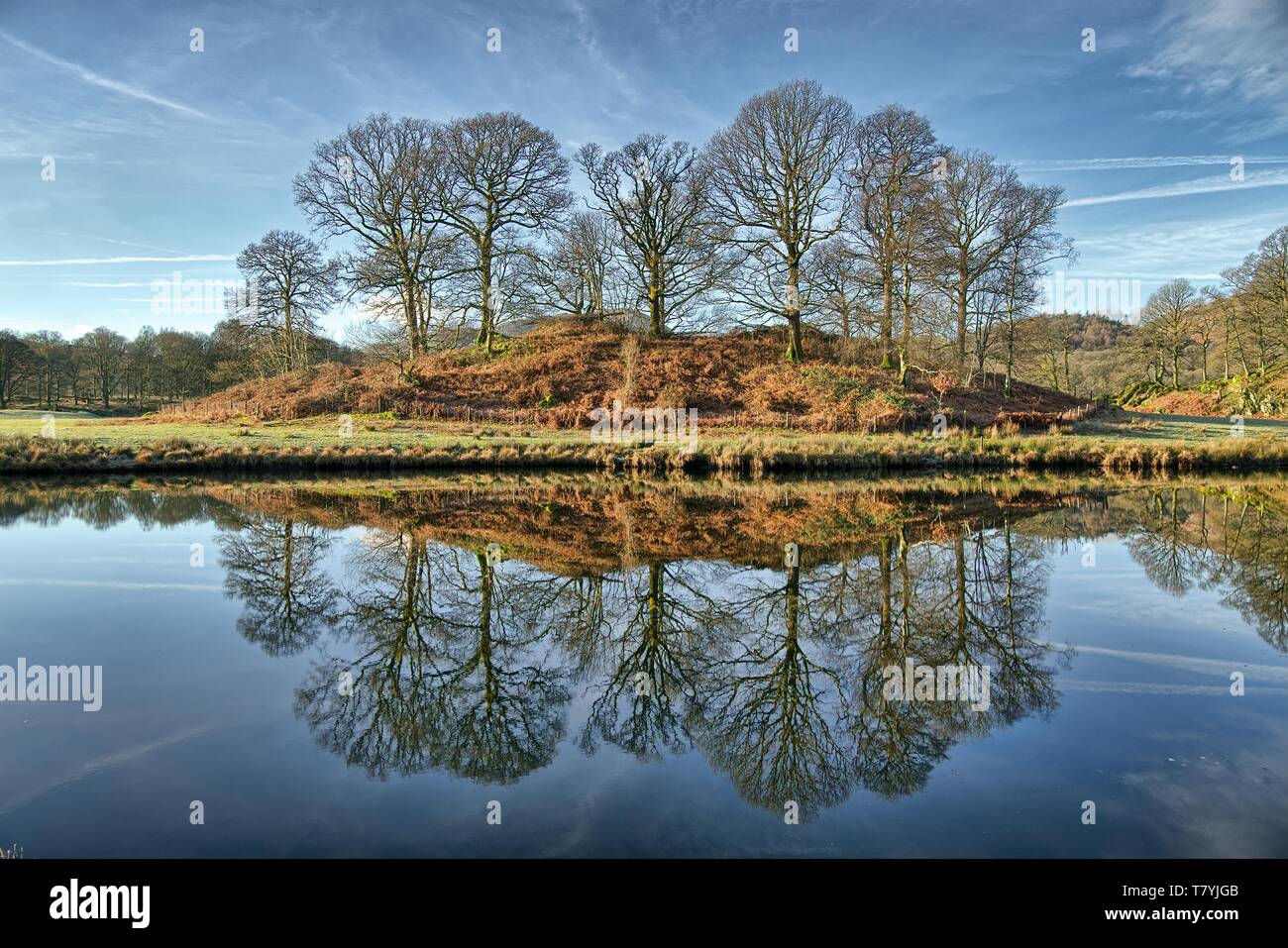 Reflections of a copse of trees in Elterwater. Stock Photo