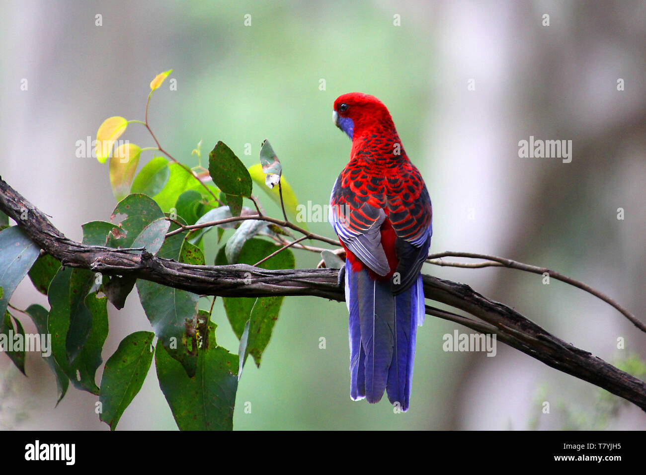 The crimson rosella (Platycercus elegans) is a parrot native to eastern and south eastern Australia Stock Photo