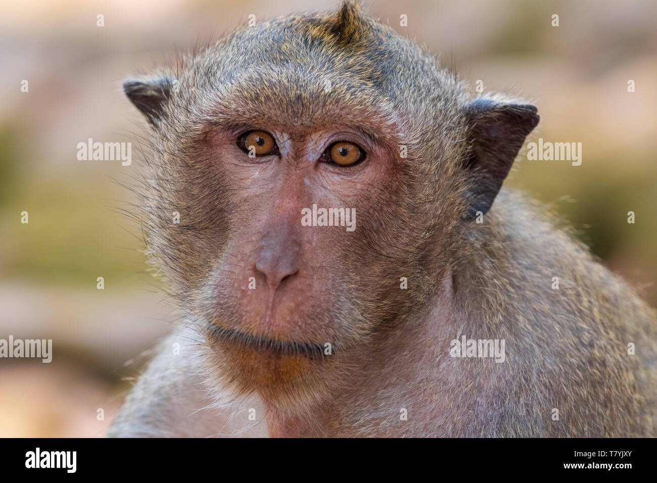 Young macaque portrait hi-res stock photography and images - Alamy