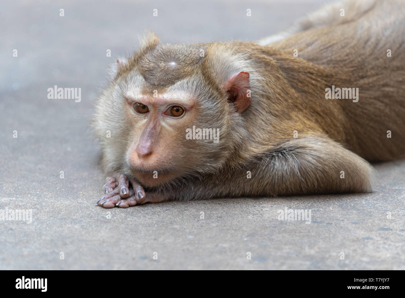 Long-tailed macaque lying down on concrete floor Stock Photo