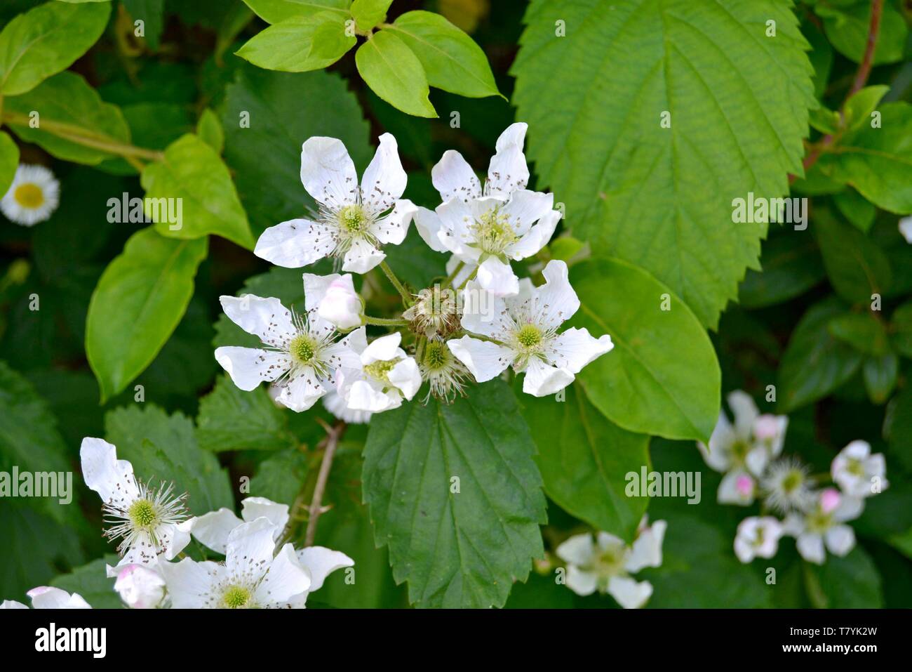 closeup of white blackberry flowers blooming Stock Photo
