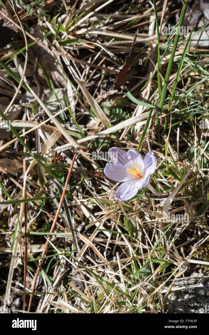 Single spring flowering crocus hi-res stock photography and images - Alamy