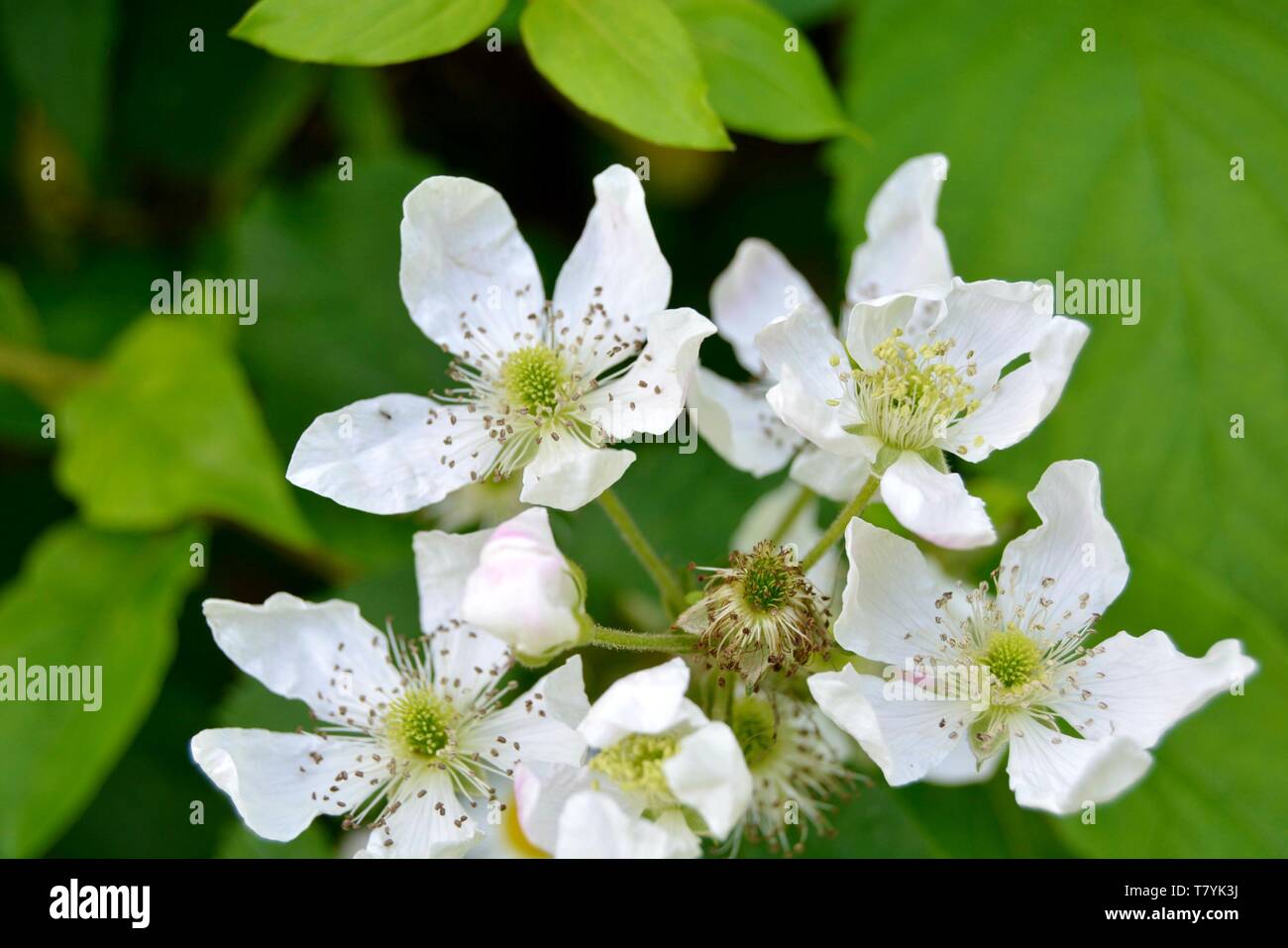 closeup of white blackberry flowers blooming Stock Photo