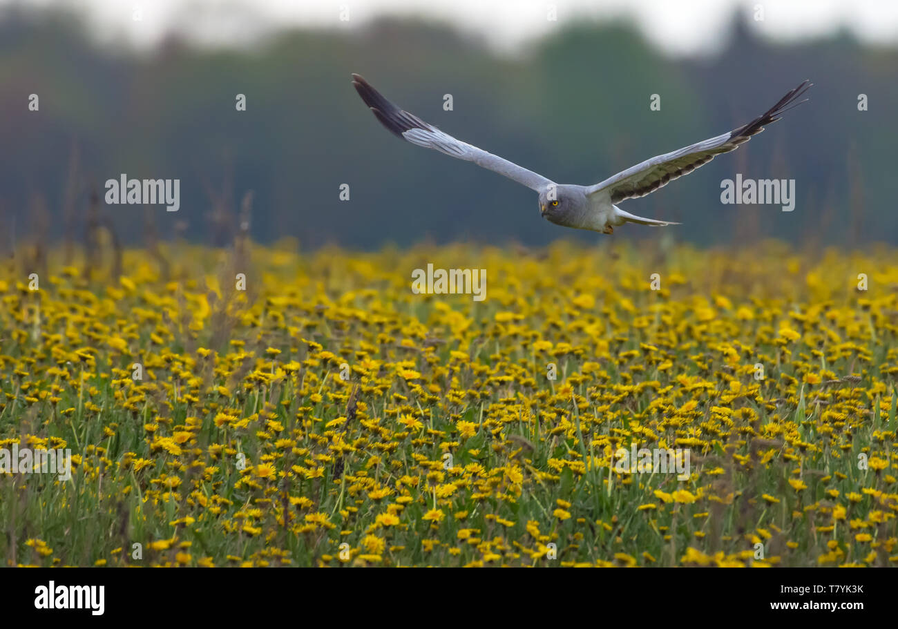 Adult male Hen Harrier flying toward through the blossoming field of blowballs Stock Photo