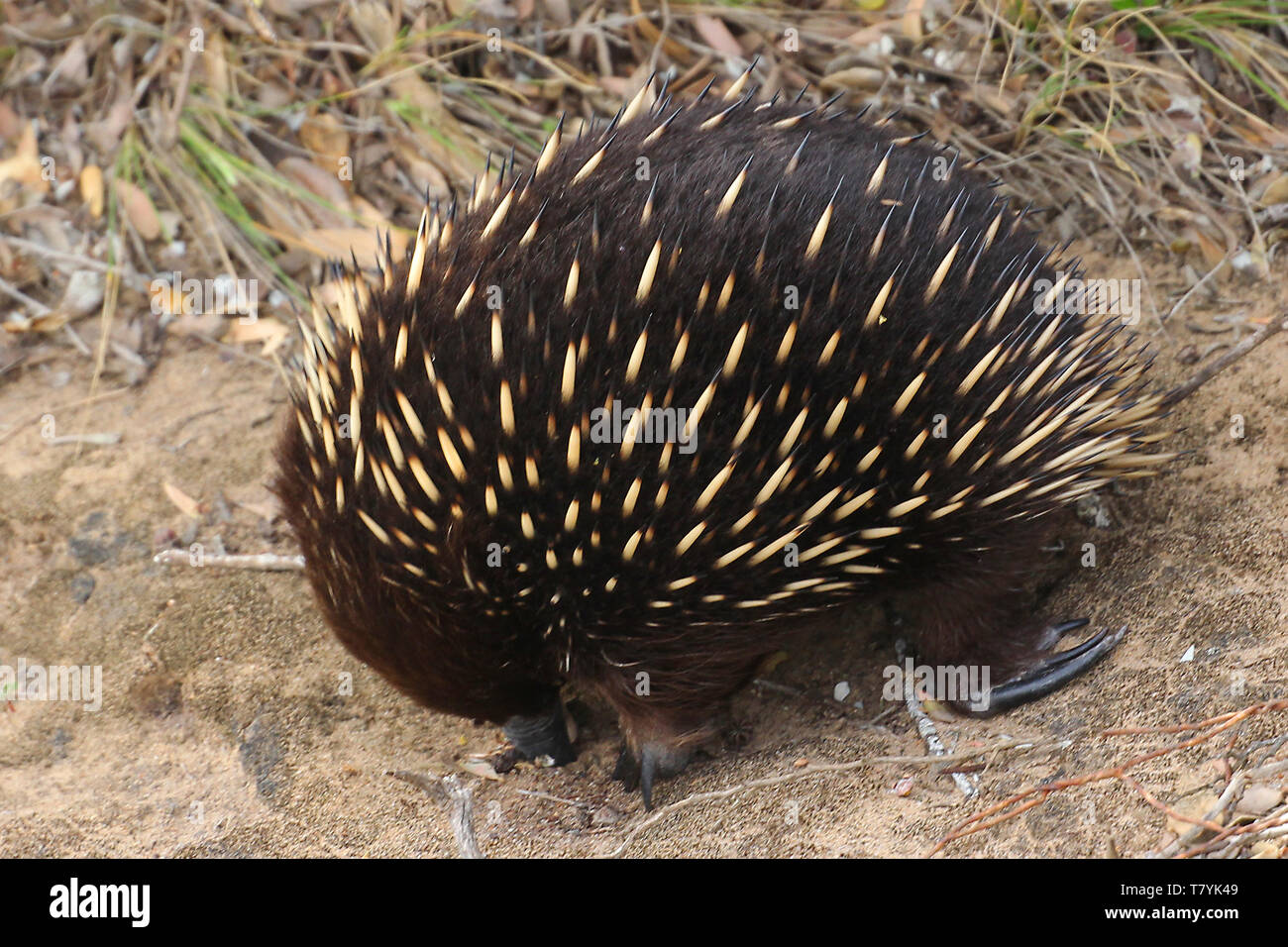 Echidnas, sometimes known as spiny anteaters, belong to the family Tachyglossidae in the monotreme order of egg-laying mammals. Stock Photo