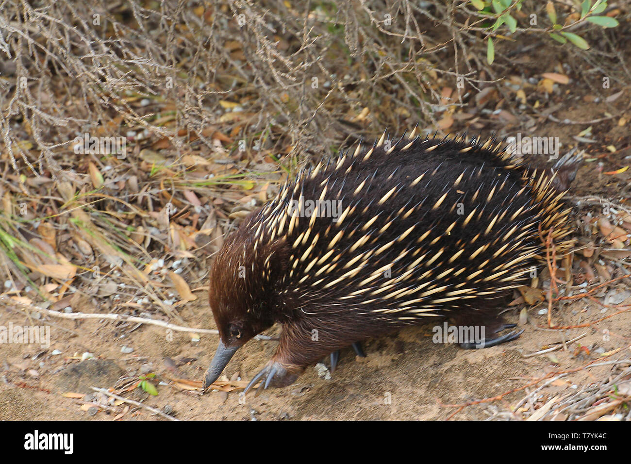 Echidnas, sometimes known as spiny anteaters, belong to the family ...