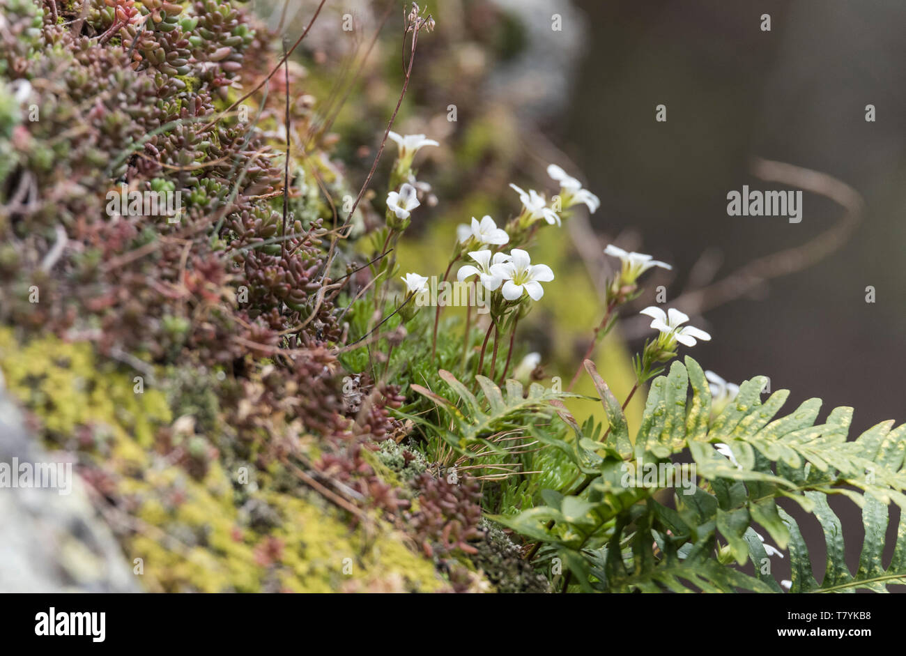 Flowers of Saxifraga cervicornis Stock Photo