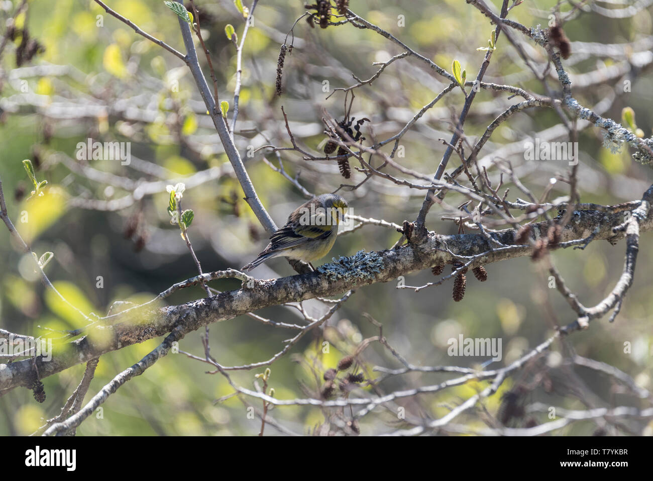 Perched Corsican Finch (Serinus corsicana) Stock Photo