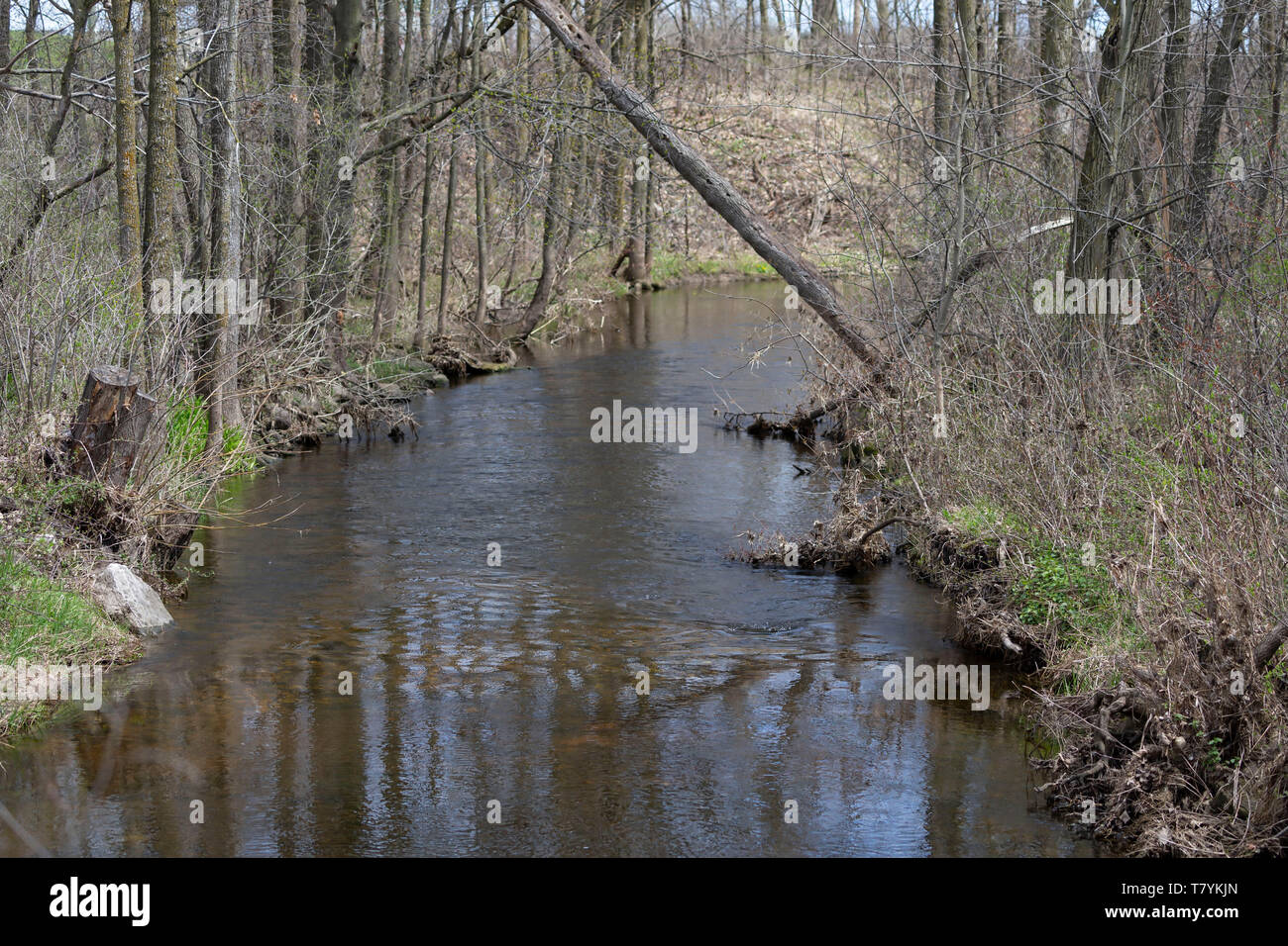 silver creek in spring in Wisconsin Stock Photo - Alamy