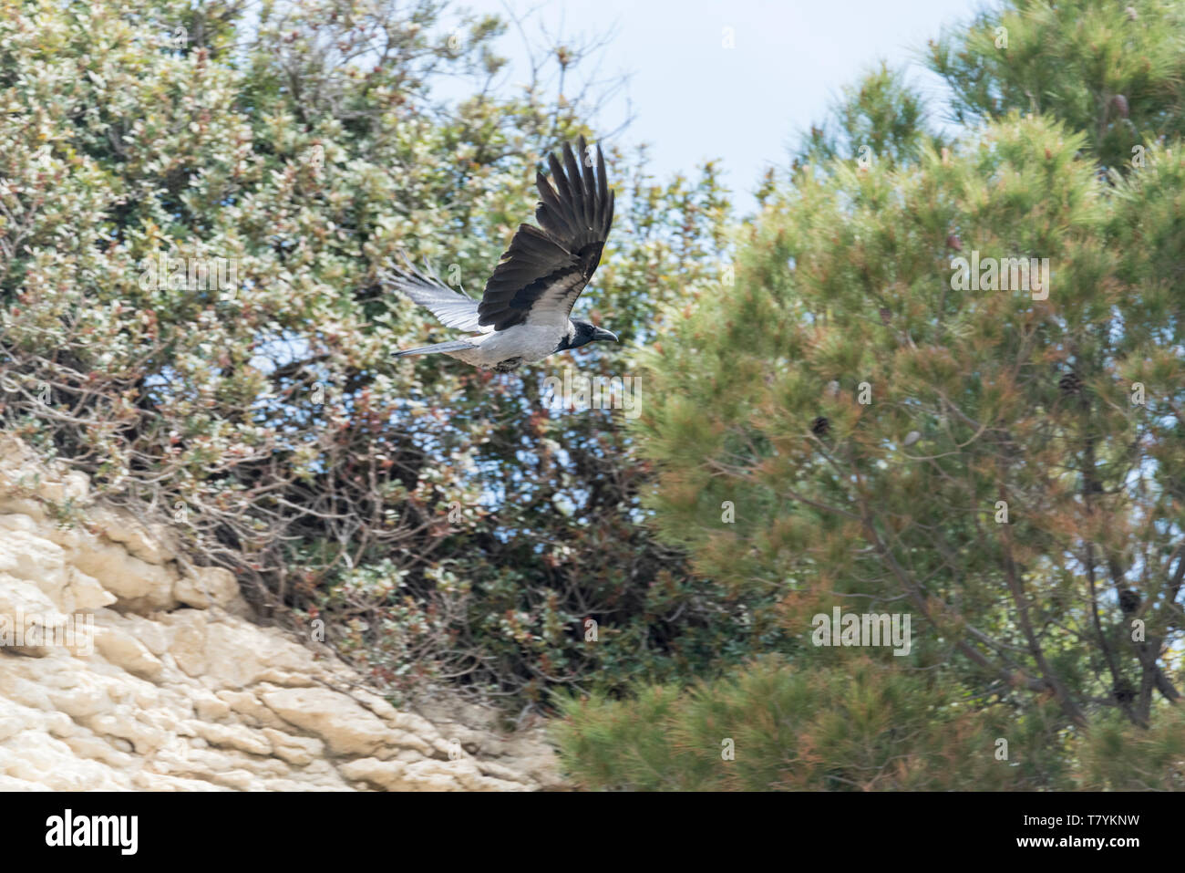 Flying Hooded Crow (Corvus corone cornix/ Corvus cornix) Stock Photo