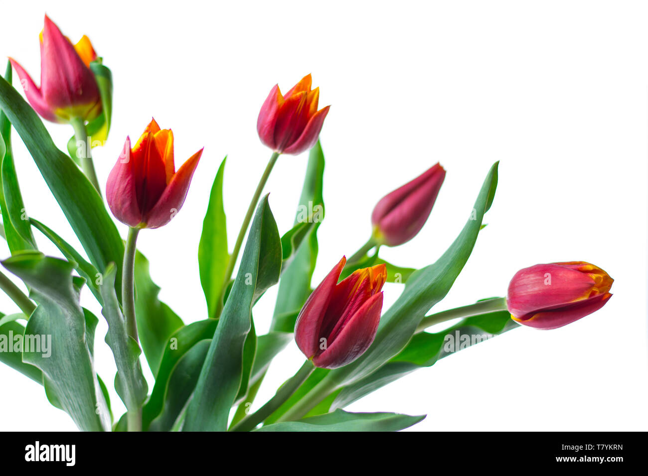 Bouquet of red tulips isolated on white background Stock Photo - Alamy