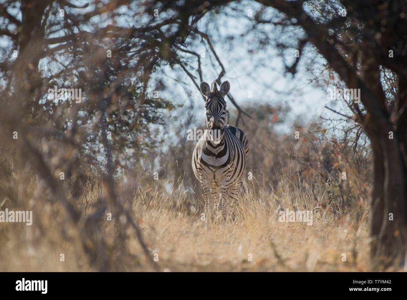 Botswana, Central District, Makgadikgadi Pans National Park, zebra