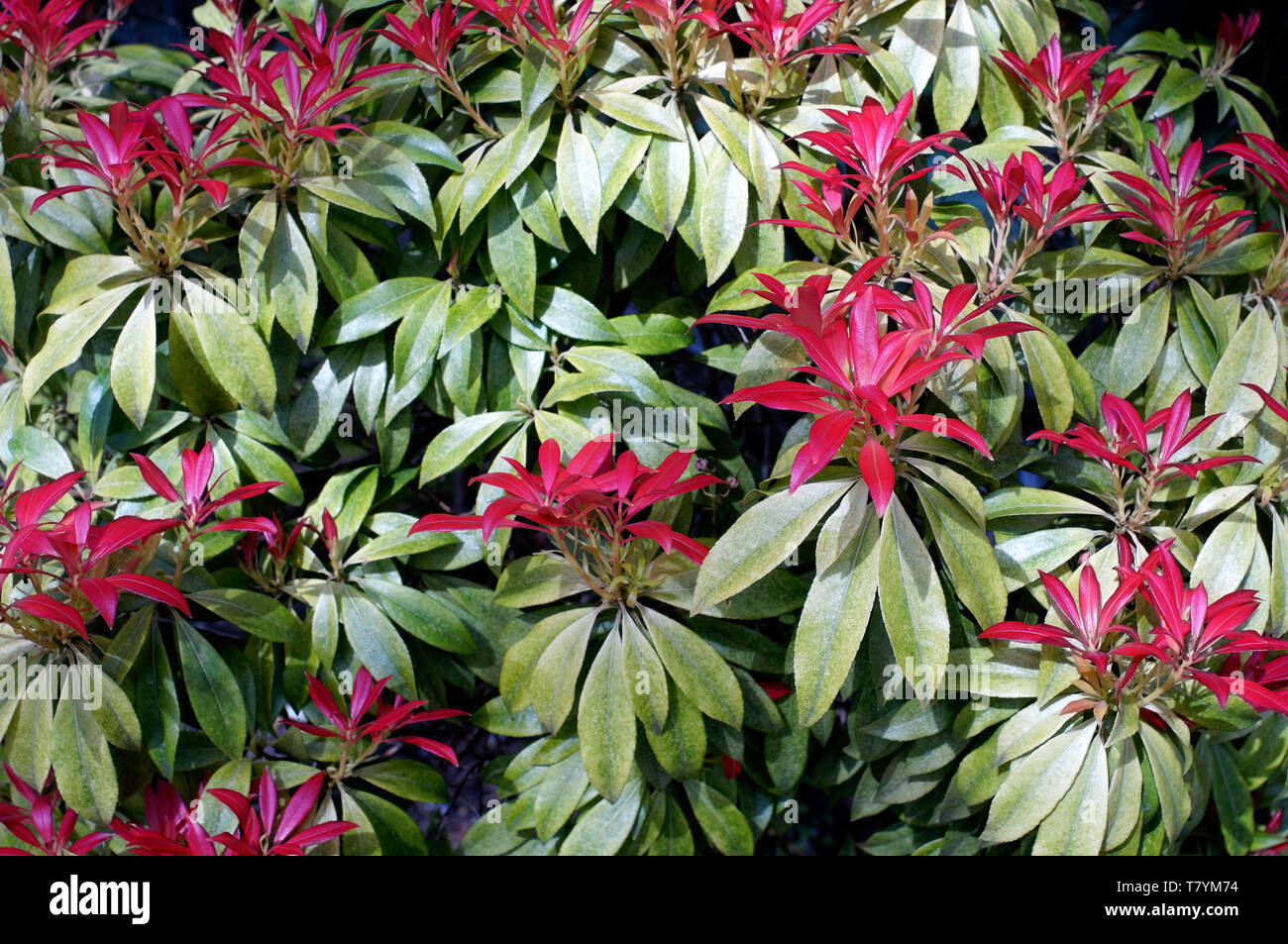 Closeup of a Pieris formosa bush with green leaves and new red growth in spring, Vancouver, BC, Canada Stock Photo