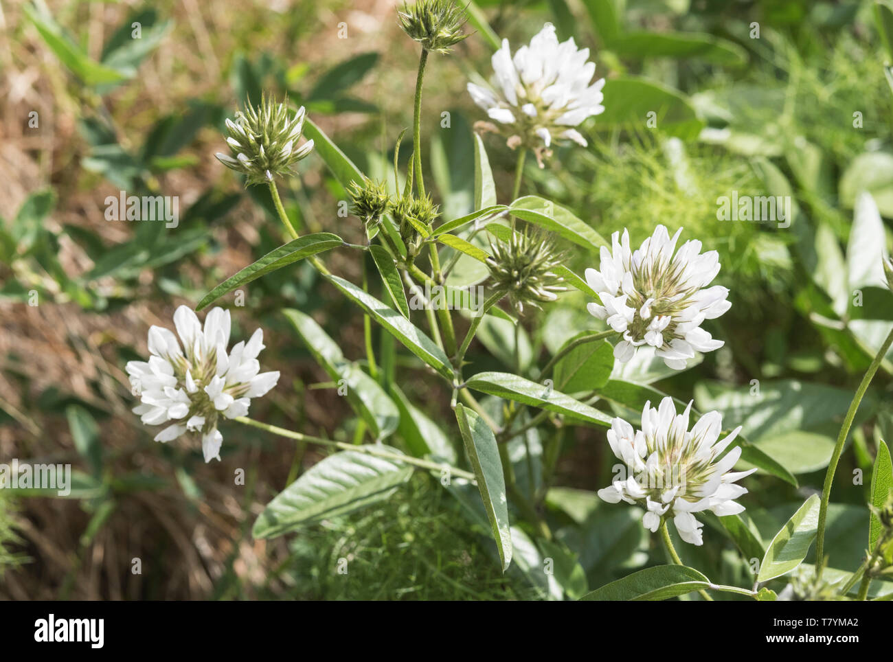 Flowers of Psoralea morisiana, a Sardinian endemic Stock Photo