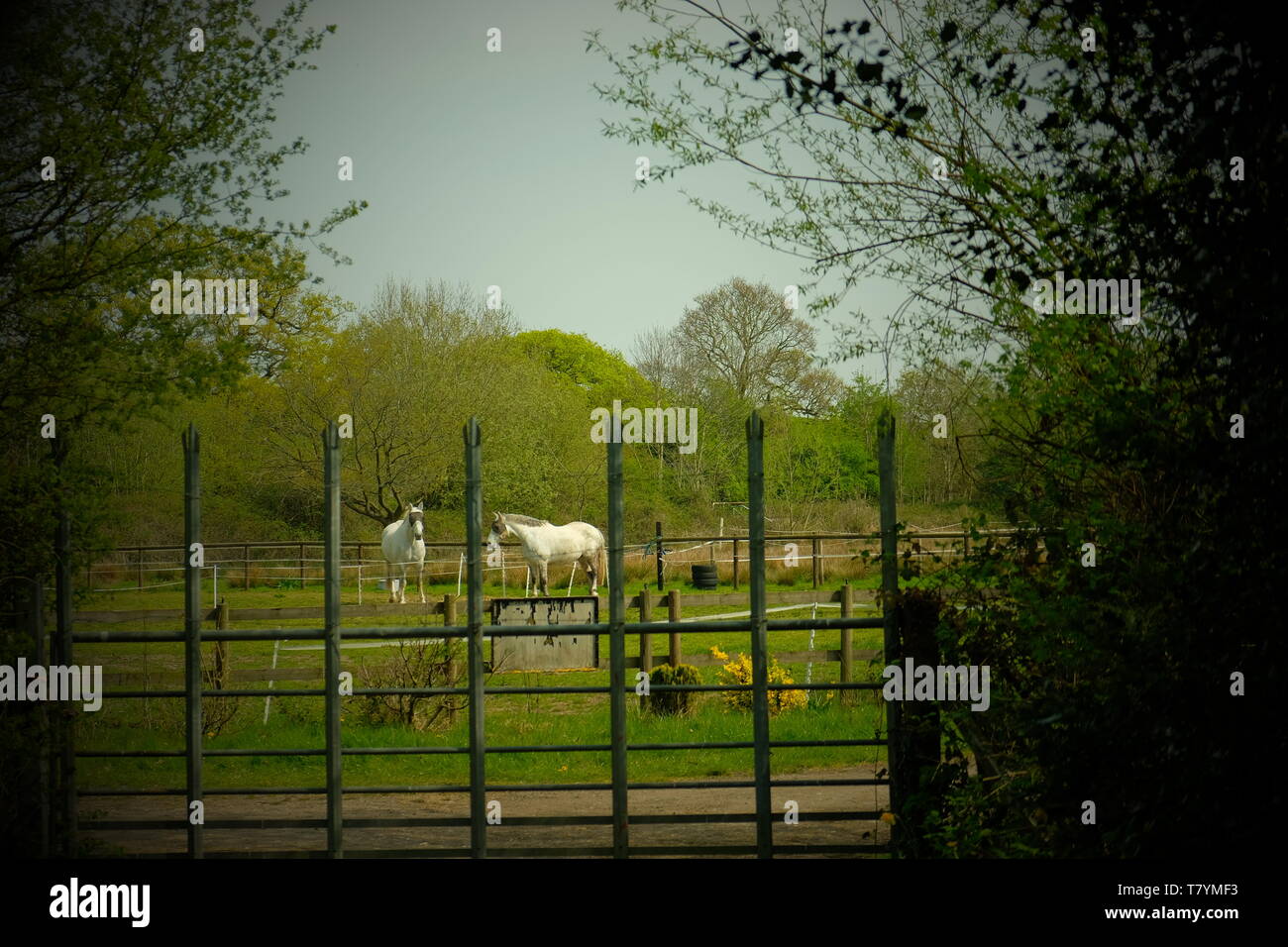 Two white horses hi-res stock photography and images - Alamy