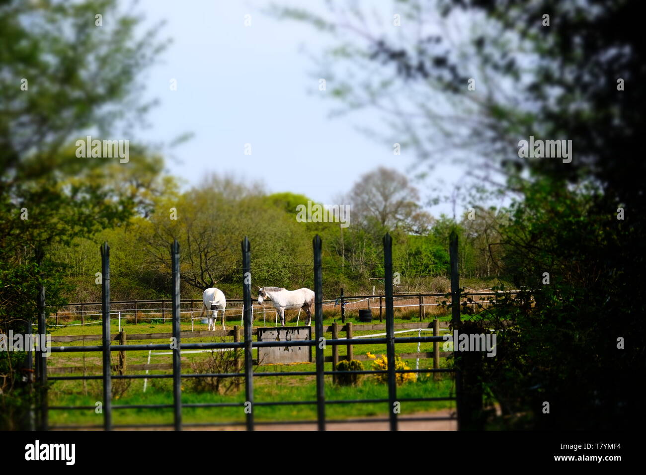 Two White Horses High Resolution Stock Photography and Images - Alamy