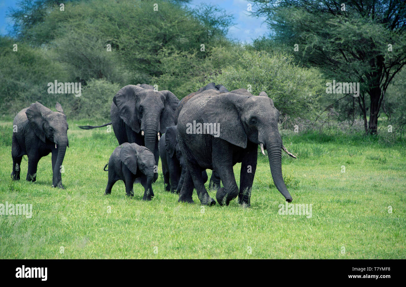Herd of African elephants with mother and babies among the Acacia trees in the Tarangire area of Tanzania, Africa Stock Photo