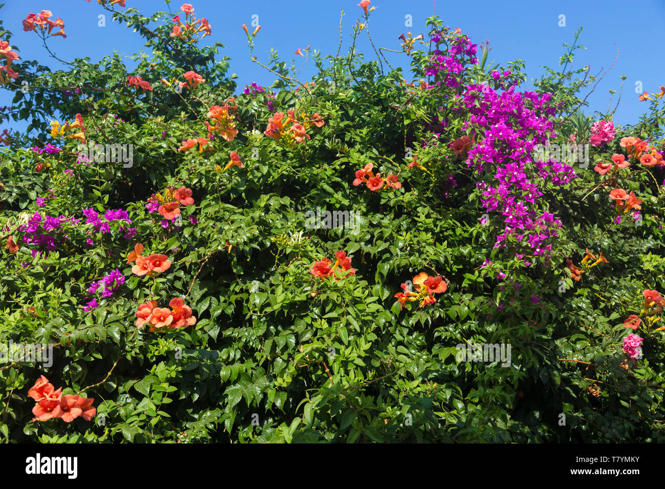 Bougainvillea with beautiful purple and orange flowers in Greece Stock Photo