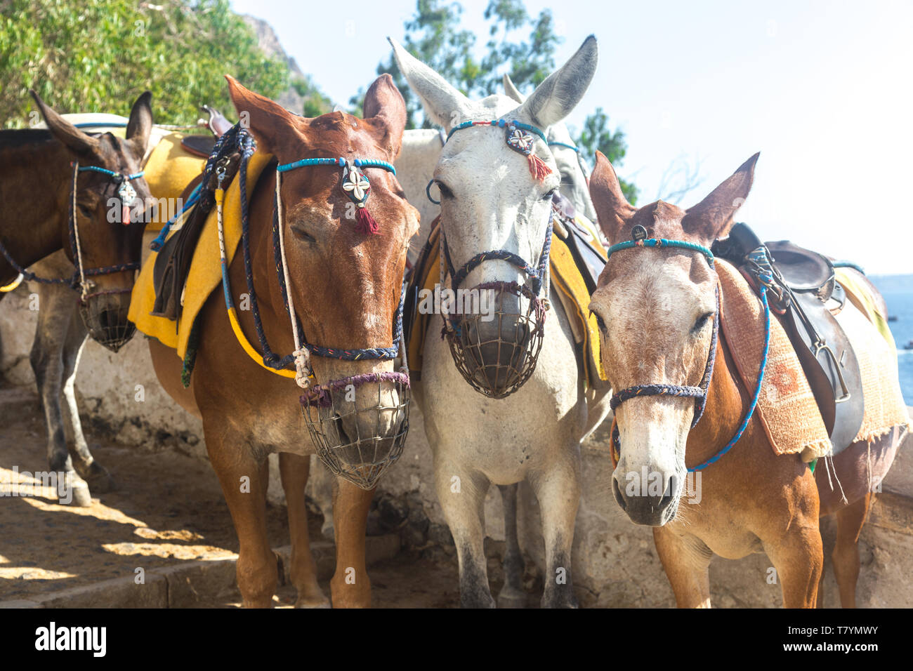 Mules for riding from Thira Port to Thira Town on Santorini Stock Photo