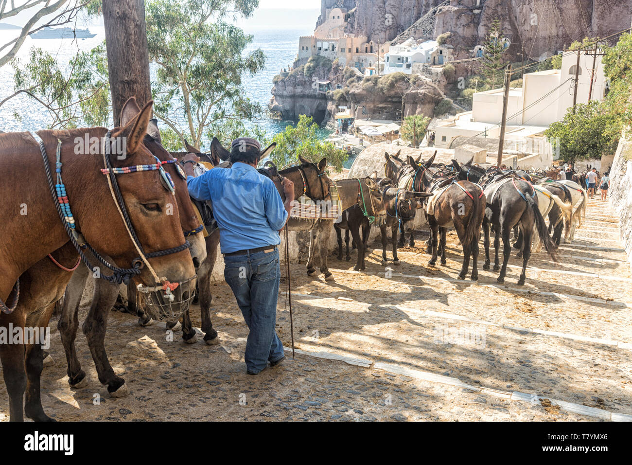 Mules for riding from Thira Port to Thira Town on Santorini Stock Photo