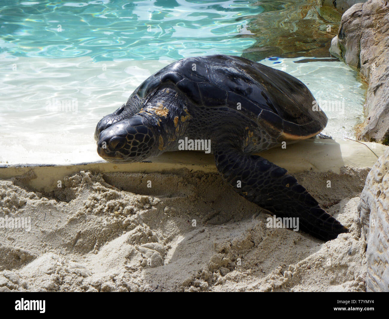 Sea turtles at San Diego aquarium Stock Photo Alamy