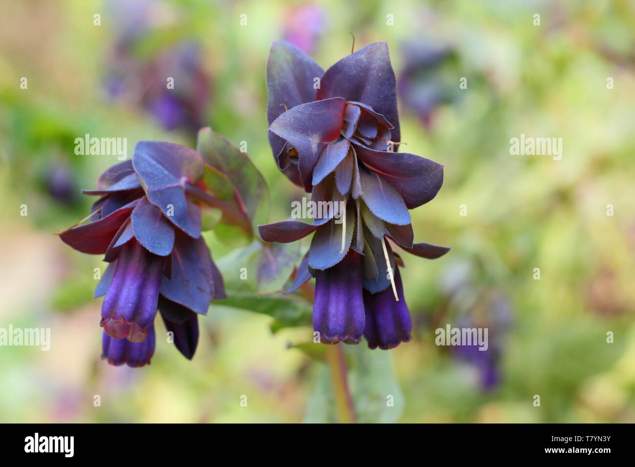 Cerinthe major var. 'Purpurascens'.  Nodding purple bells of bee friendly honeywort in mid spring Stock Photo