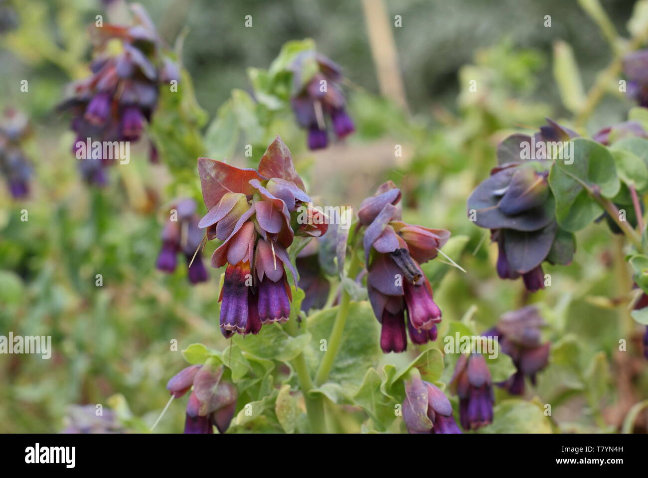 Cerinthe major var. 'Purpurascens'.  Nodding purple bells of bee friendly honeywort in mid spring Stock Photo