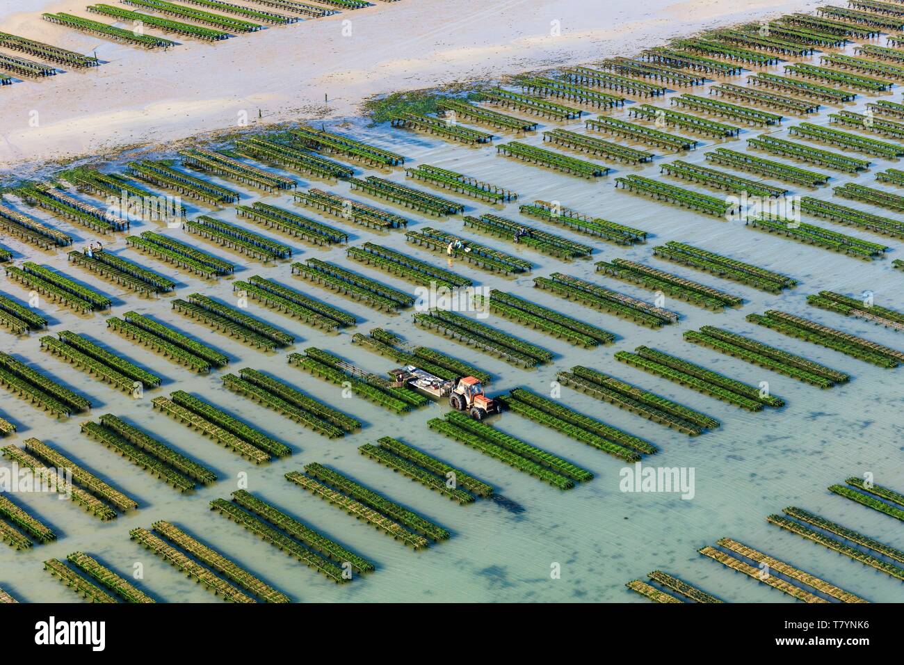 France, Calvados, Ver sur Mer, tractor in oyster farms (aerial view