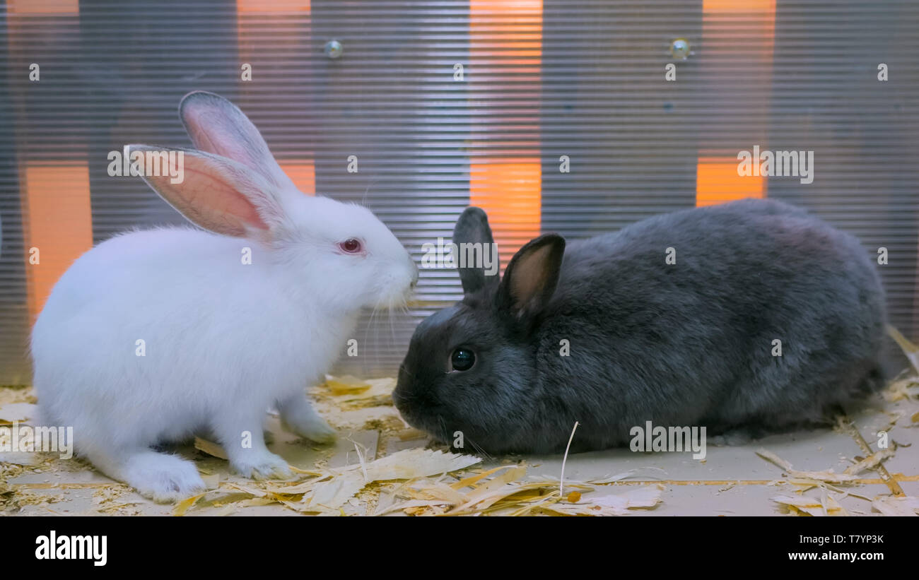 Cute black and white rabbits Stock Photo Alamy